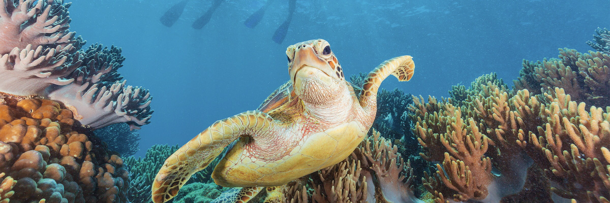A sea turtle swimming in the ocen with colourful coral reef background.